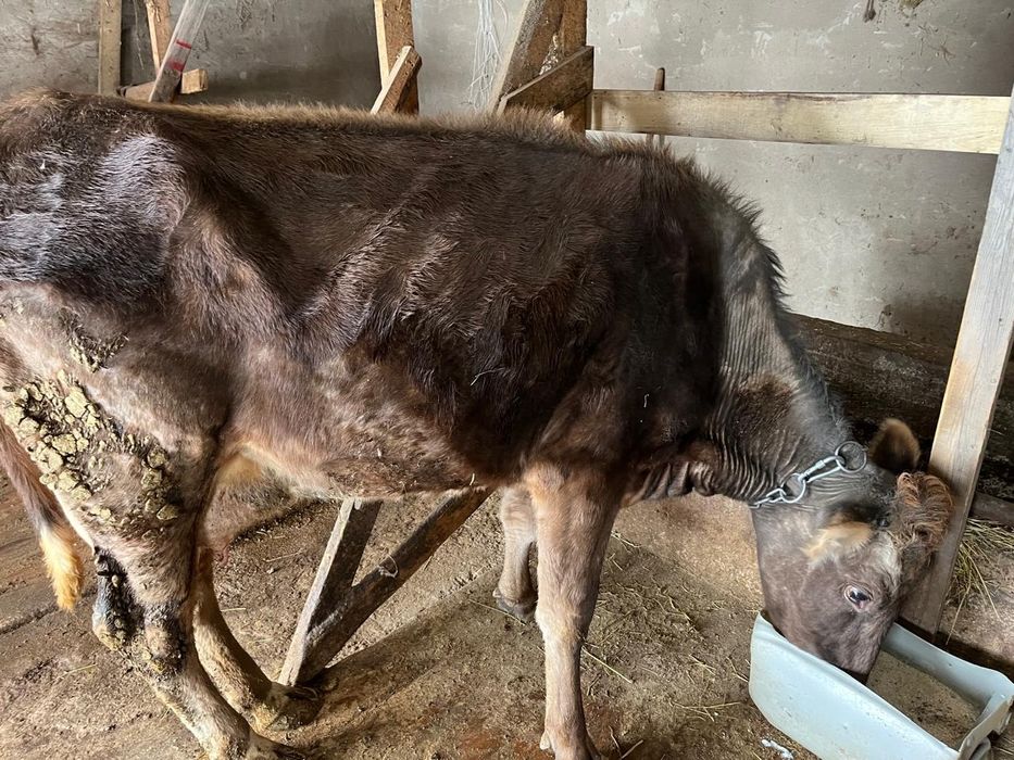 Продам корову порода Алатау