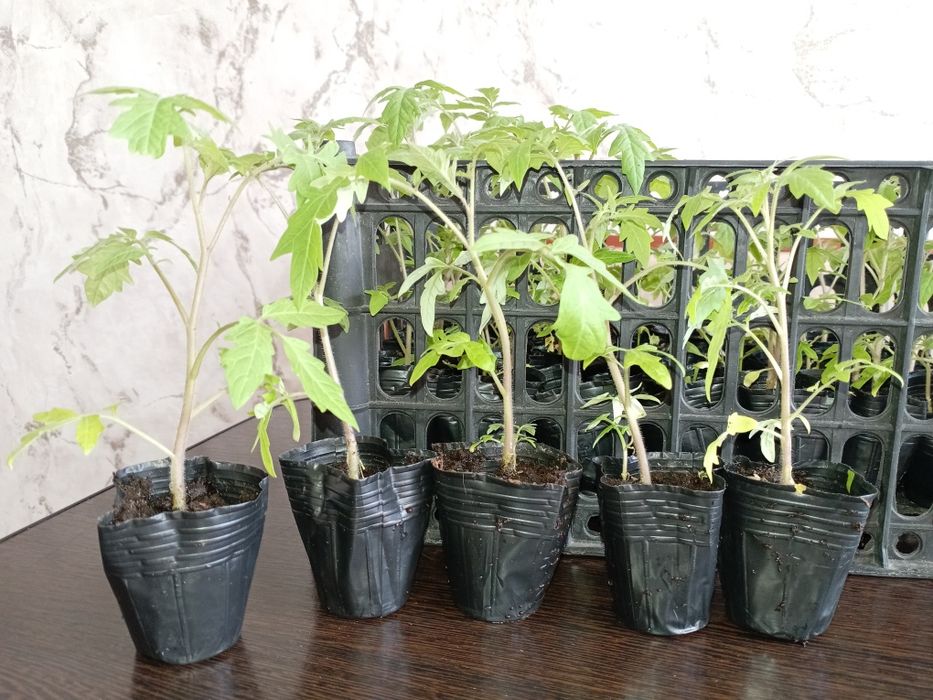 Рассада помидор, сладкого перца.