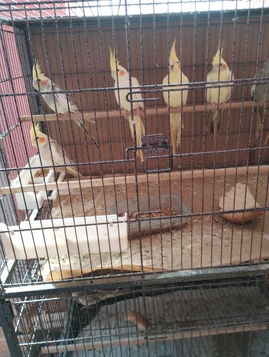 Vind Papagali Nimfa Oltenița.