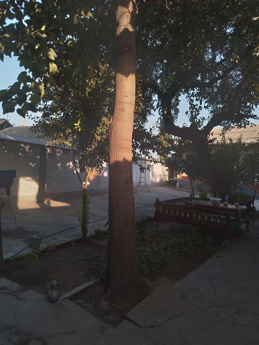 Pavloniya (павловния) daraxti sotiladi 7 yillik