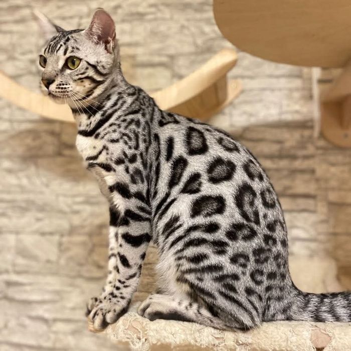 Серебристые БЕНГАЛЬСКИЕ котята