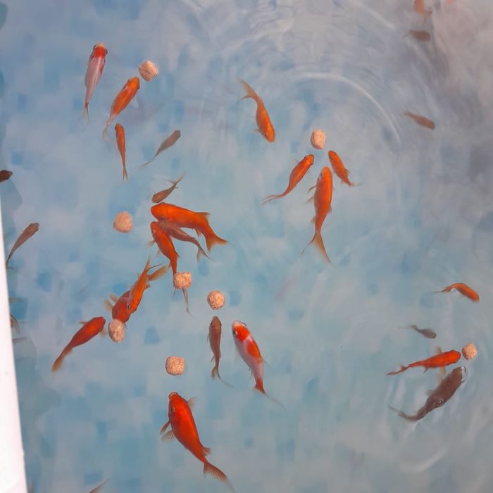 Золотая рыба-комета