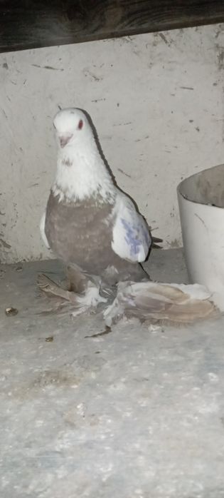 Голуби    Алматы