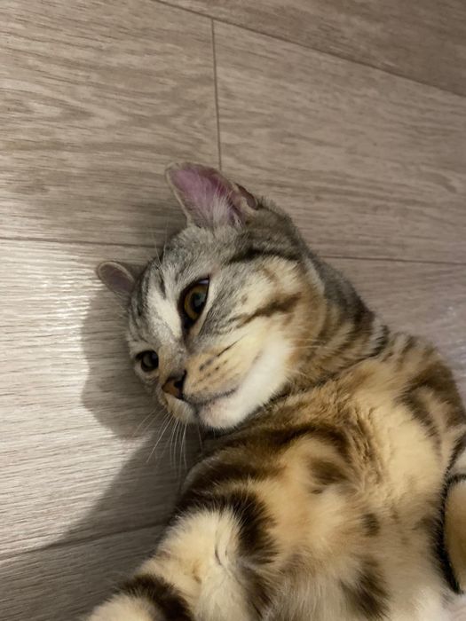 Шотландская кошка