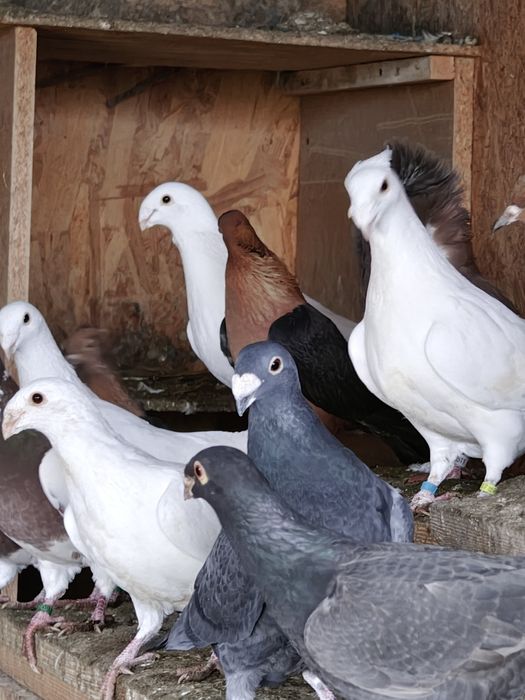 Porumbei  diferite rase.