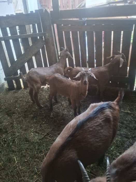 Iezi masculi de vânzare