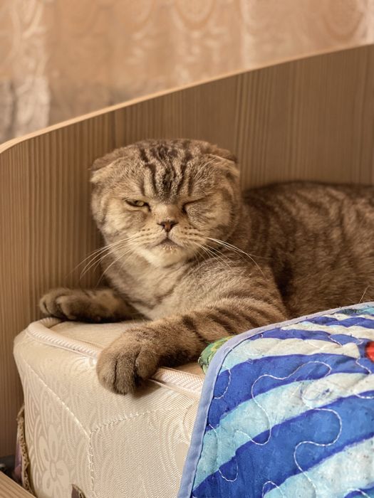 Вислоухий Шотландец