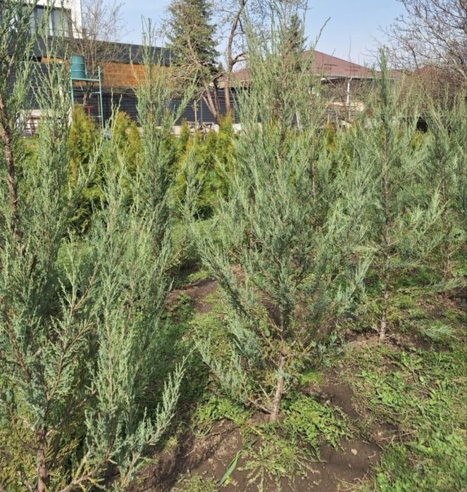 Саженцы сосна эльдарская, можжевельник