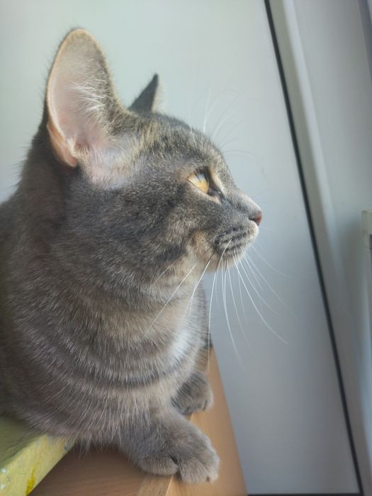 Отдам кота 10 месяцев срочно