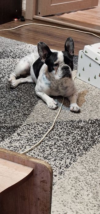 Французский бульдог