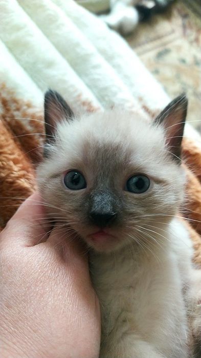 Котенок недорого