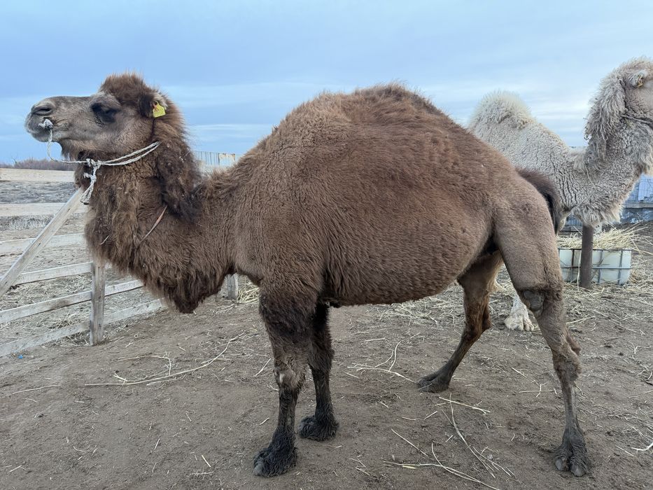 Туйе ургашы 4 туган