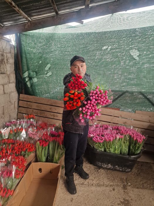 Тюльпаны крупные местные