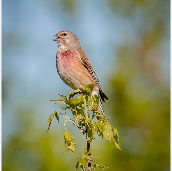 Реполов самец поющий