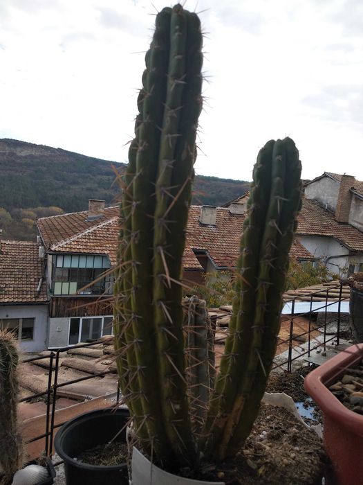 Кактуси трихоцереус Сан Педро