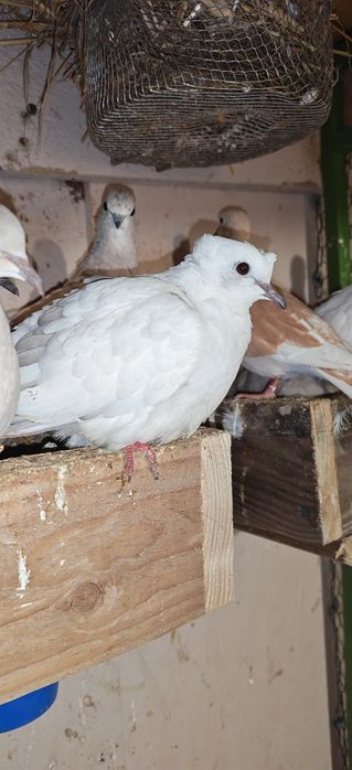 Turturele Rozătoare