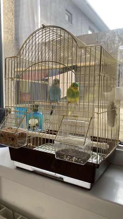 Попугай животные