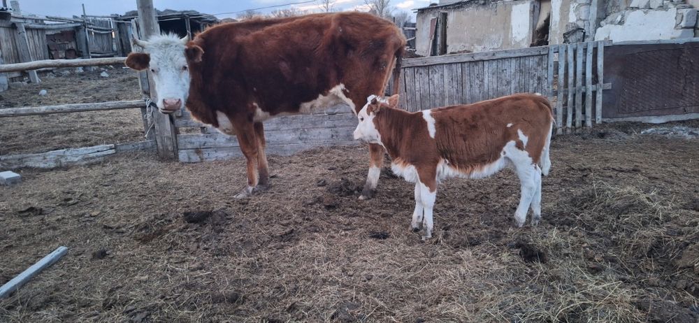 Бұзаулы сиыр сатылады.