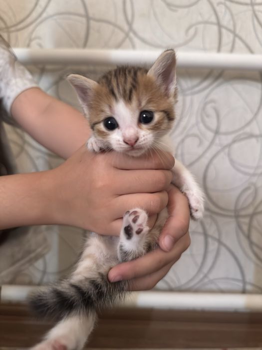 Отдадим котят в добрые