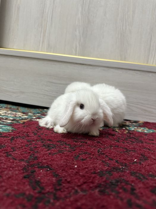 Chiroyli quyonchalar Toshkentda – faqat Basmala Farm’da!