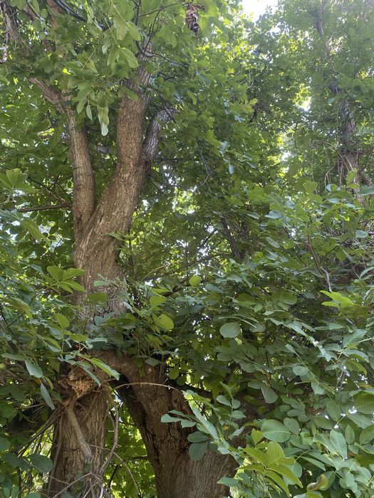 Жаңғақ ағаштары сатылады келісеміз
