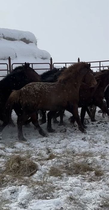 Жеребец 3 года Шубар