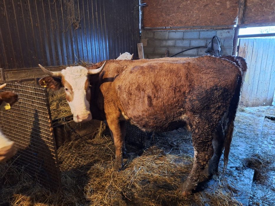 Vaca baltata romaneasca