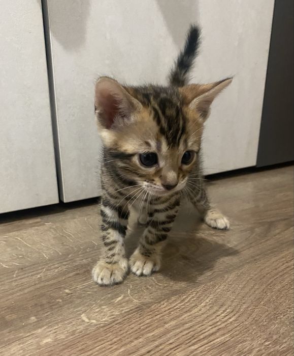 Бенгалски котенца
