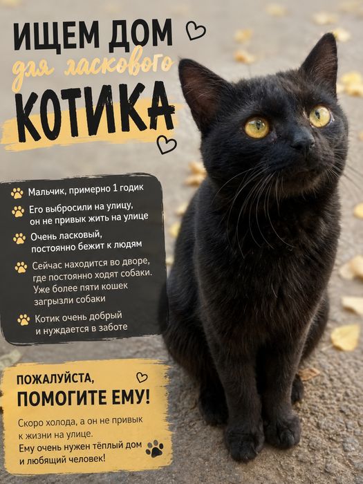 Срочно отдаем котика мальчика в добрые руки!