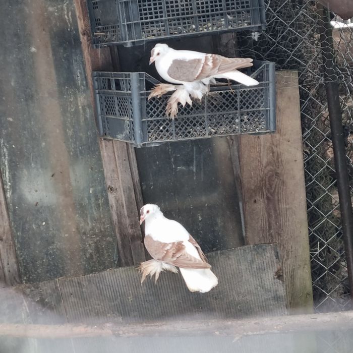 vand o per randunele de saxonia am si satineti de vanzare ...