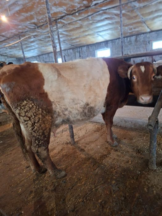 Продаю дойных коров