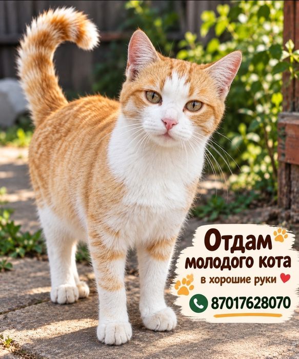 Отдам котят в хорошие руки