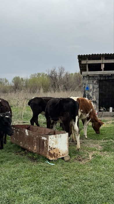 Продам телок годовалых