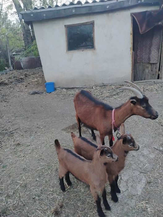 Ieduț Alpin caută o noua casă