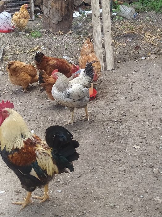 Cocosi și găini tinere