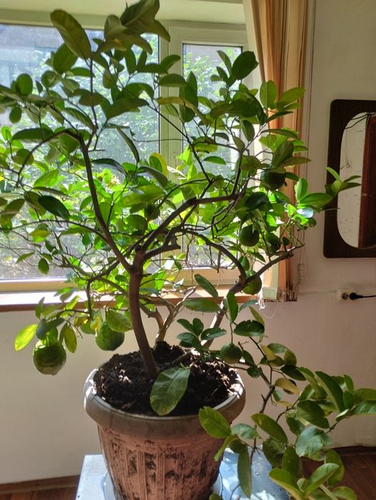 Плодоносящий лимон