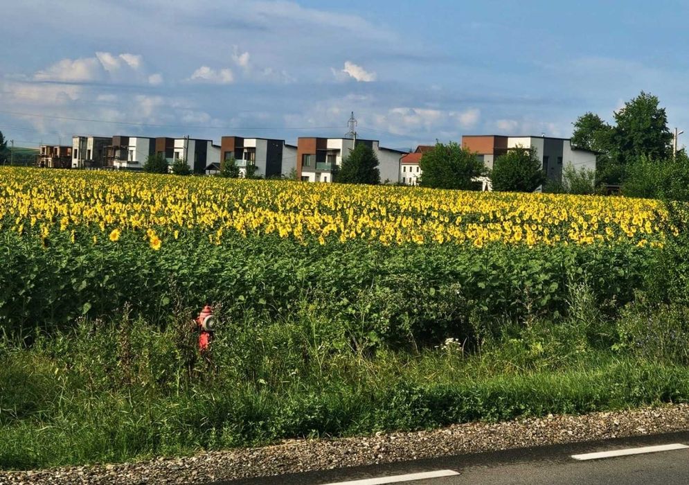 Case Iasi Valea Lupului Miroslava