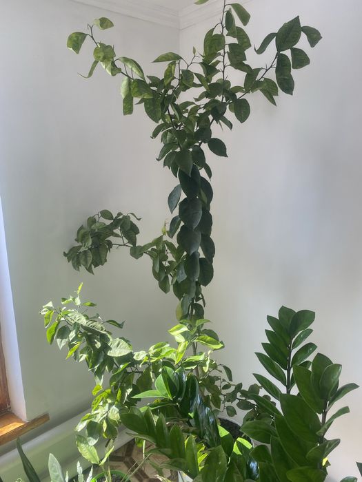 Продам цветы, лимон