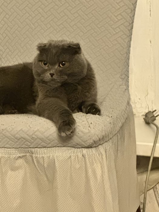 шотландский весолуха