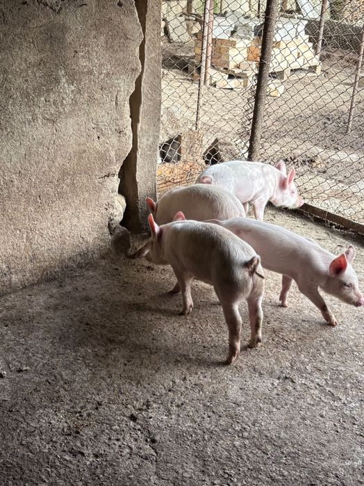 Малки Прасенца на 60 дена