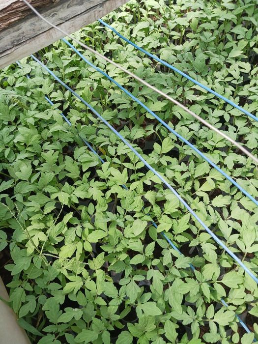 Rosii plic original reyana f1 și prekosf1 pentru plantat