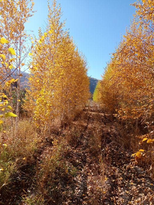 Берёза любых размерах