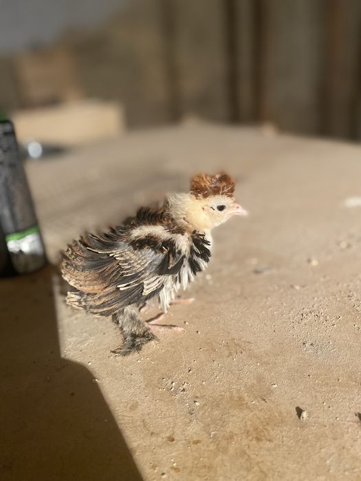 Кудряшка карлик 8 штук