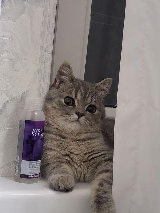 Кот скоттиш страйт