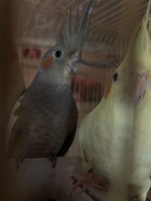 Продам попугаев корелла-нимфа