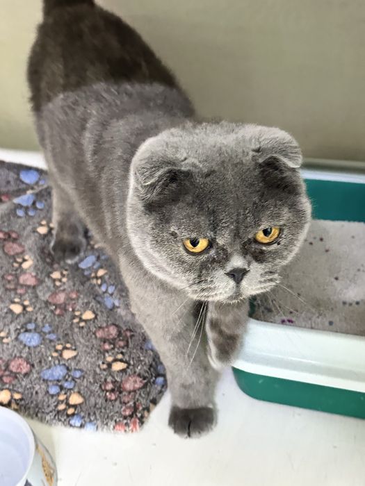 Кошечка Шаня ищет дом