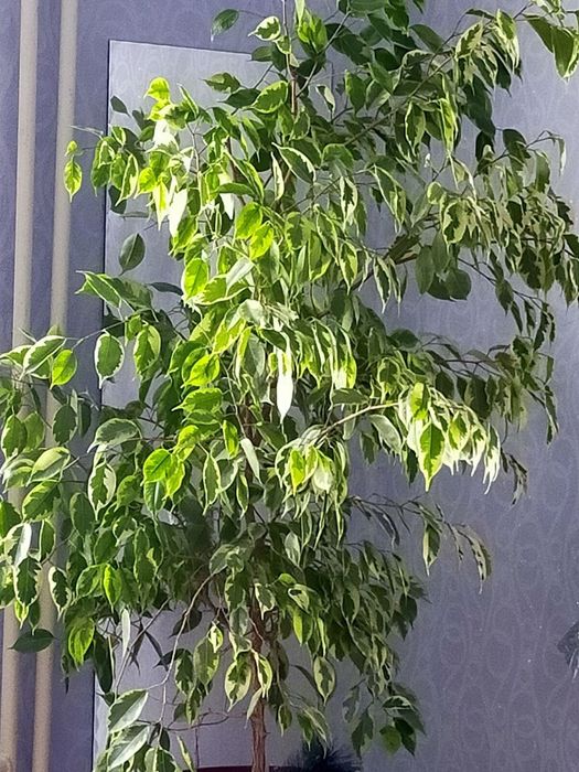 Продам фикусы Бенджамина