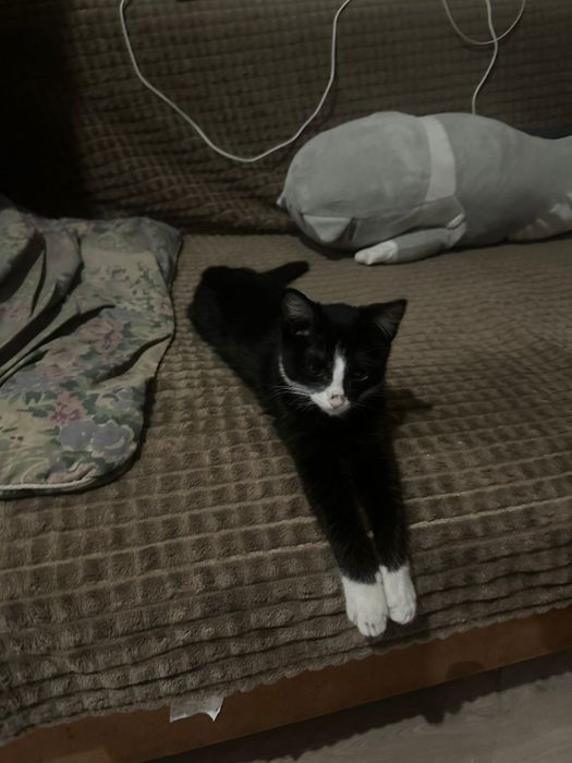 Отдам котенка бесплатно