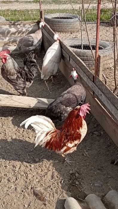 Cocoși americani