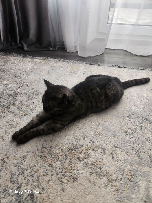 Отдадим кошечку в добрые руки